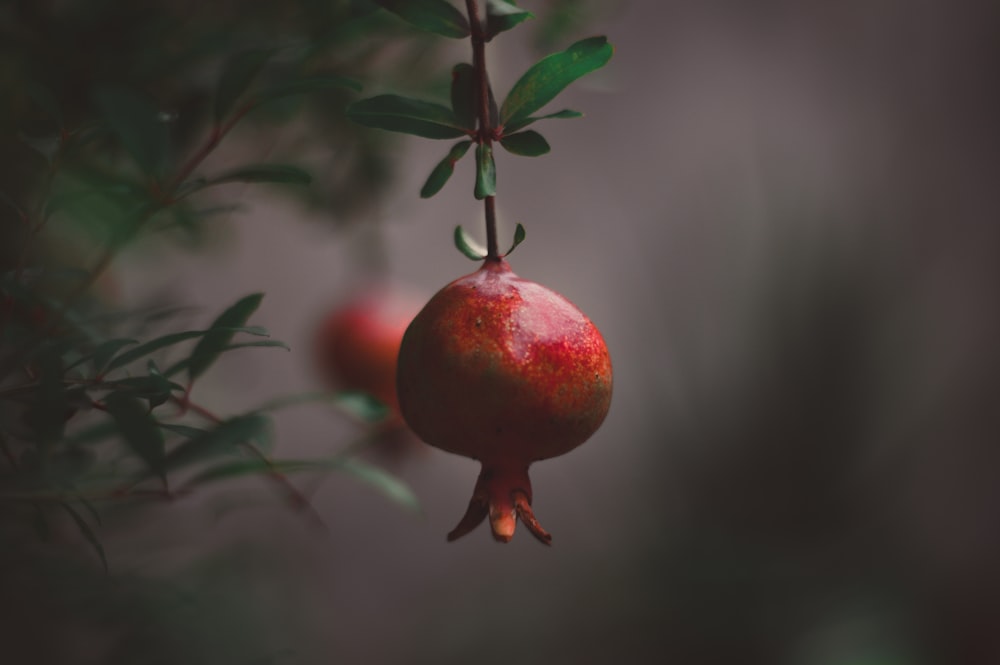 round red fruit