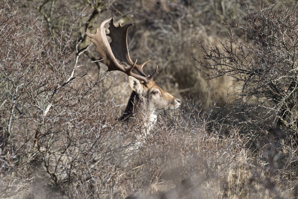 brown deer surrounded by trees