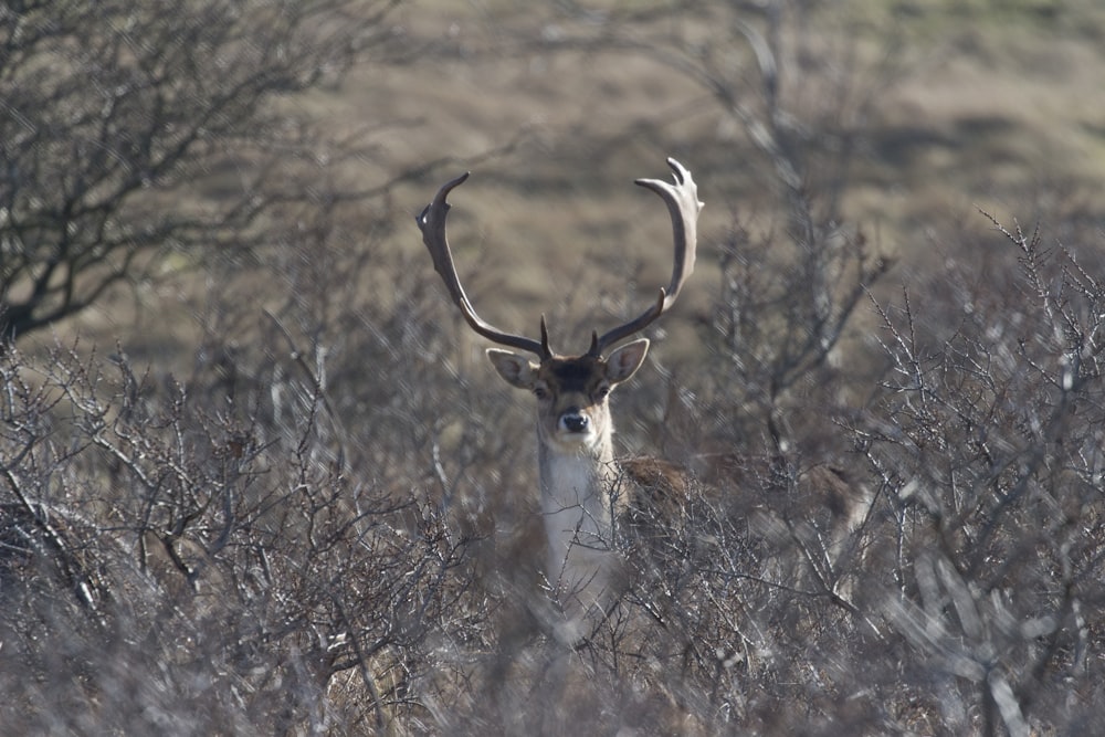 tan buck in the middle of plant field