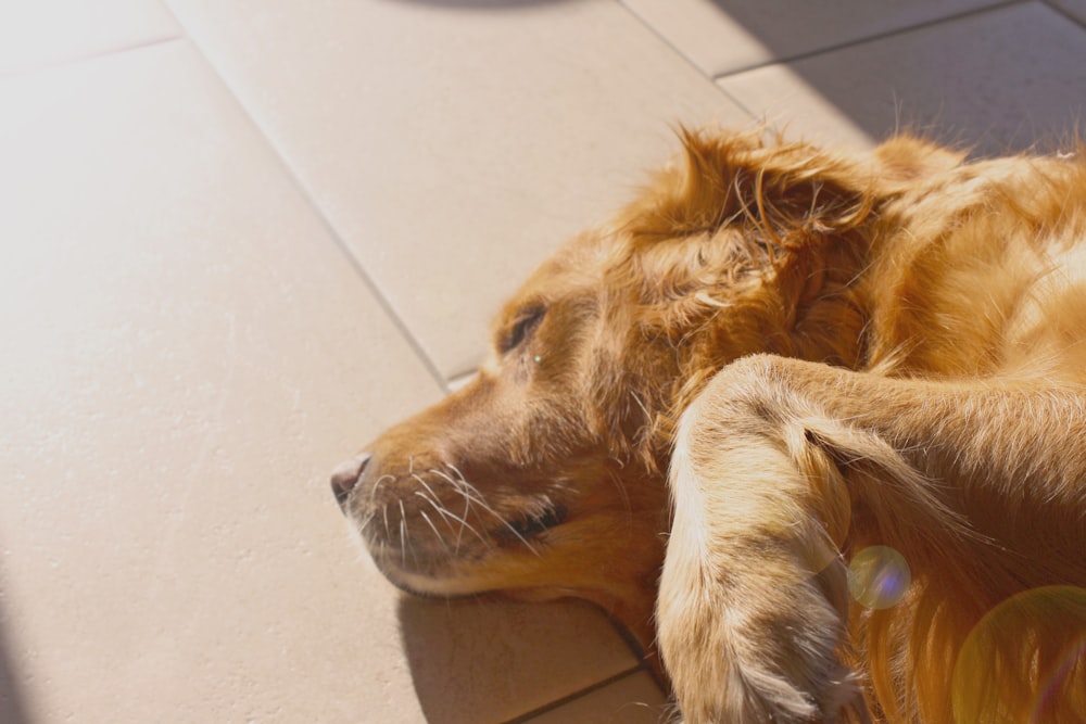 langhaariger brauner Hund, der auf dem Boden liegt
