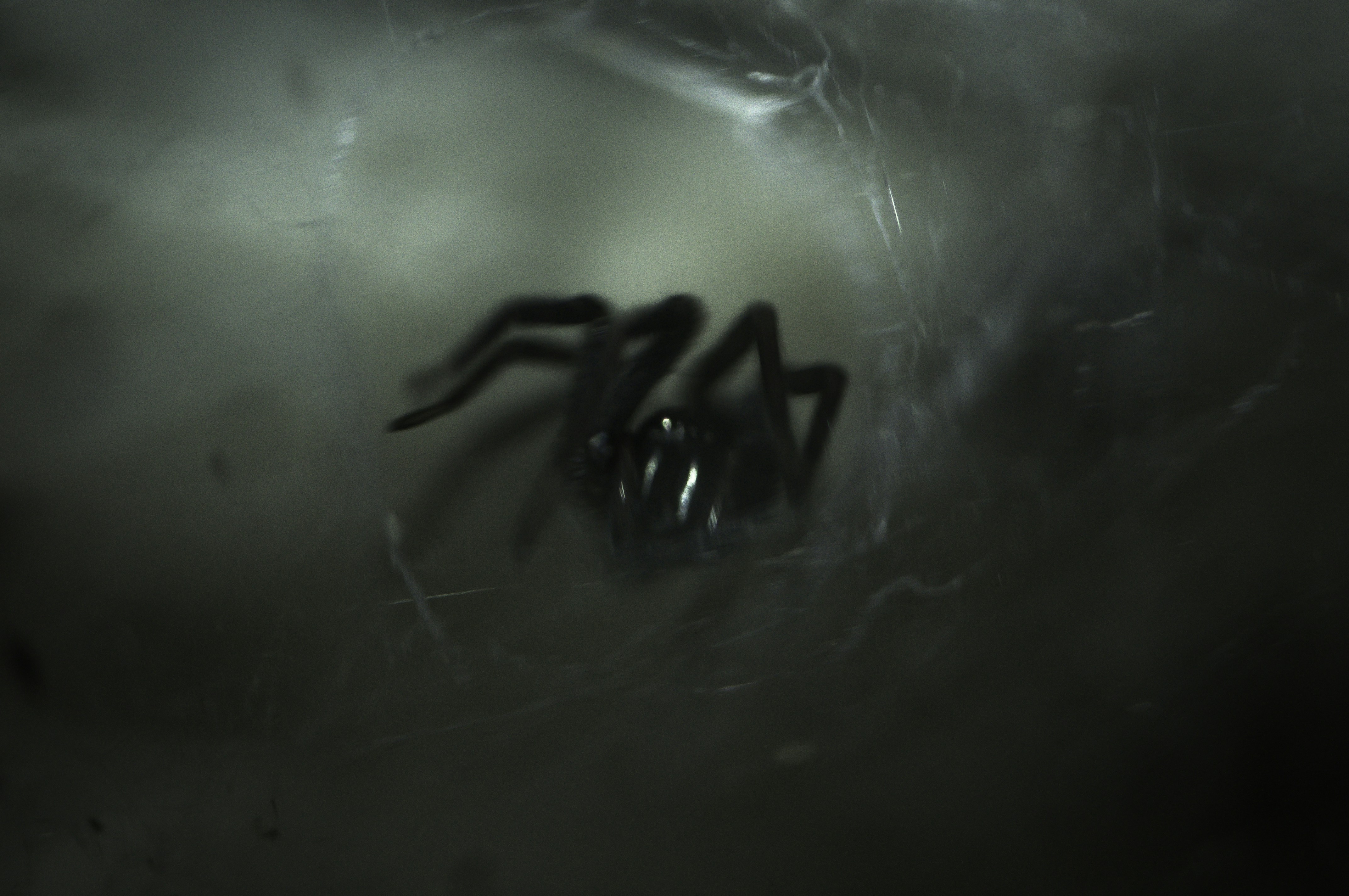 photo-1518559390216-c12d599379e2?ixid=M3wxMjA3fDB8MXxzZWFyY2h8Nnx8anVzdCUyMGNsaWNrJTIwdGhlJTIwdXAlMjBjb21pbmclMjB3ZWIlMjBzaXRlfGVufDB8fHx8MTczMTU3NTc0MHww\u0026ixlib=rb-4.0.3