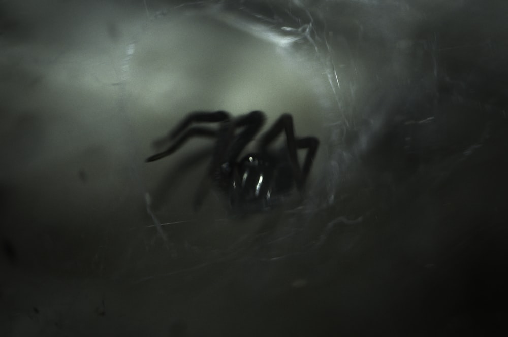 거미줄이 있는 검은 거미