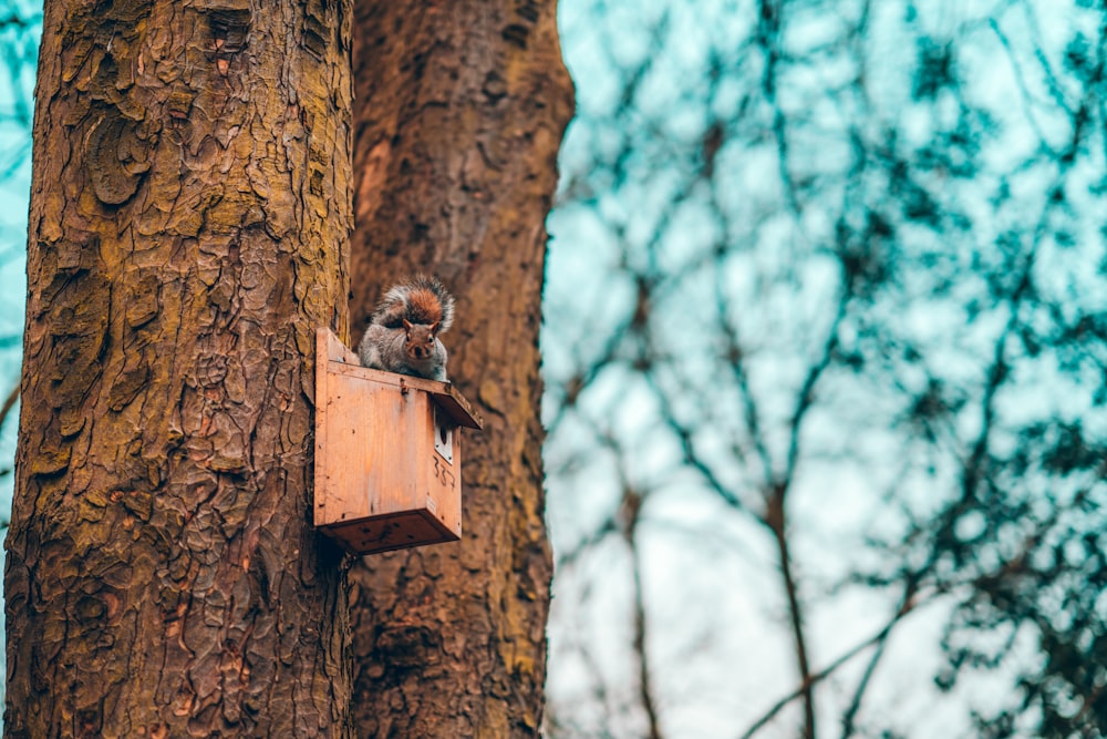 squirrel on top of mail box