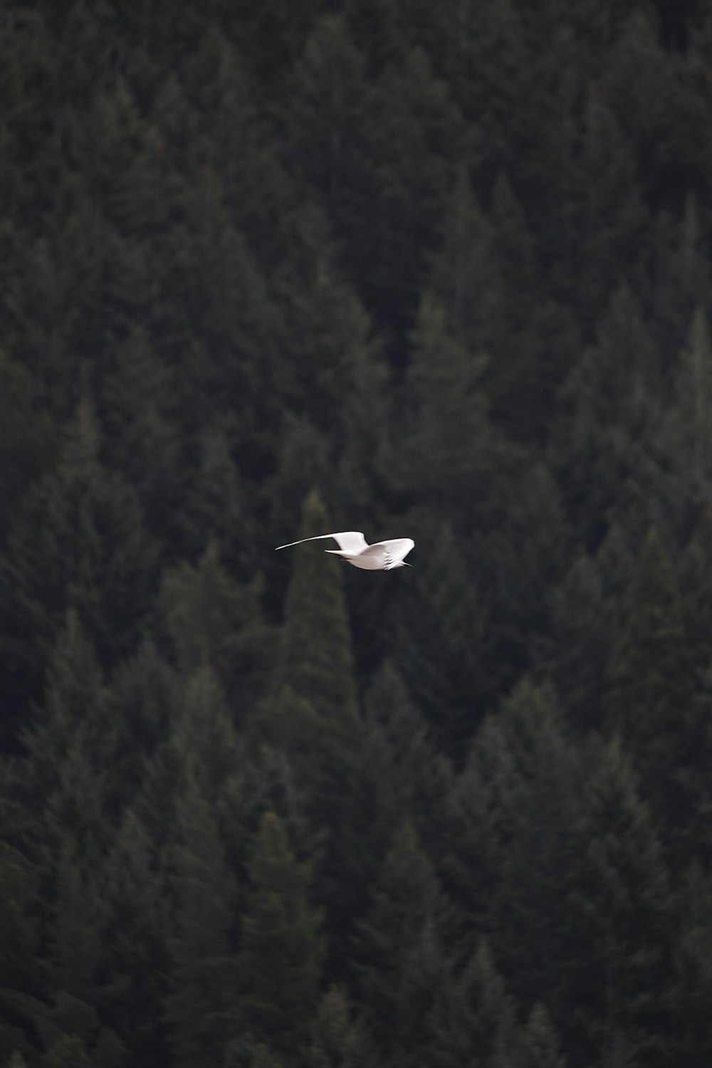 seagull at mid air