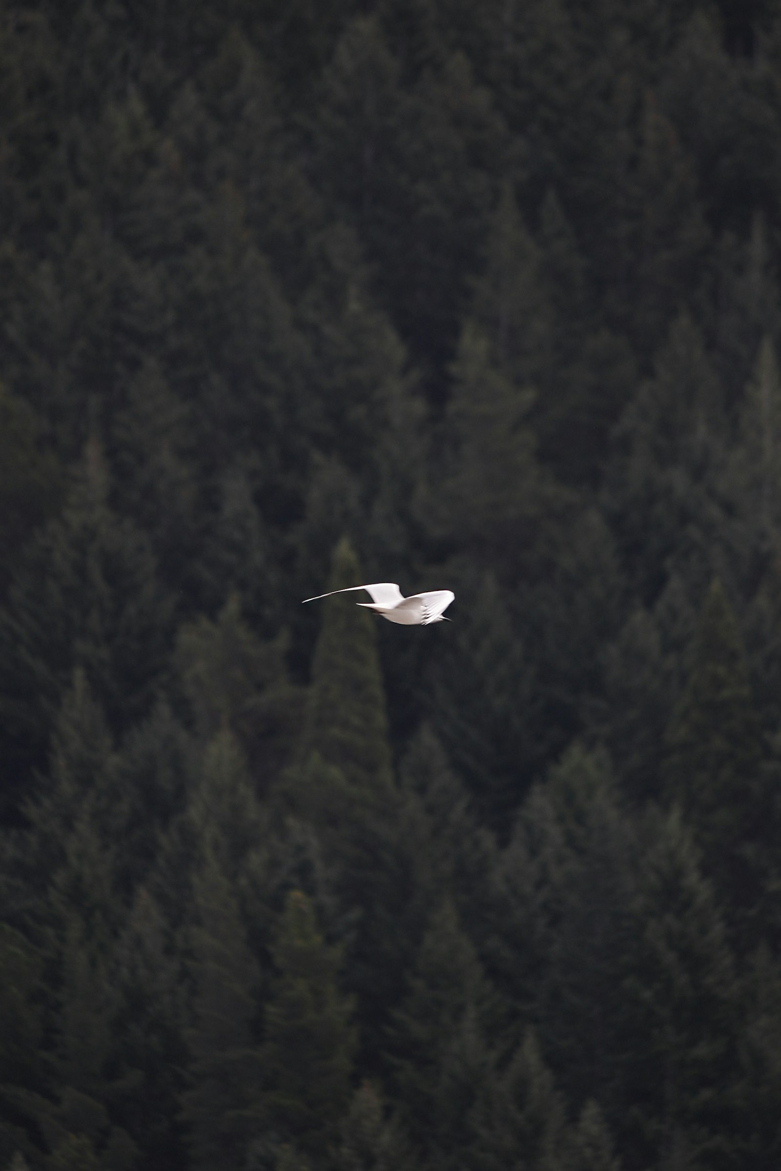 Canon EF-S 55-250mm F4-5.6 IS sample photo. Seagull at mid air photography