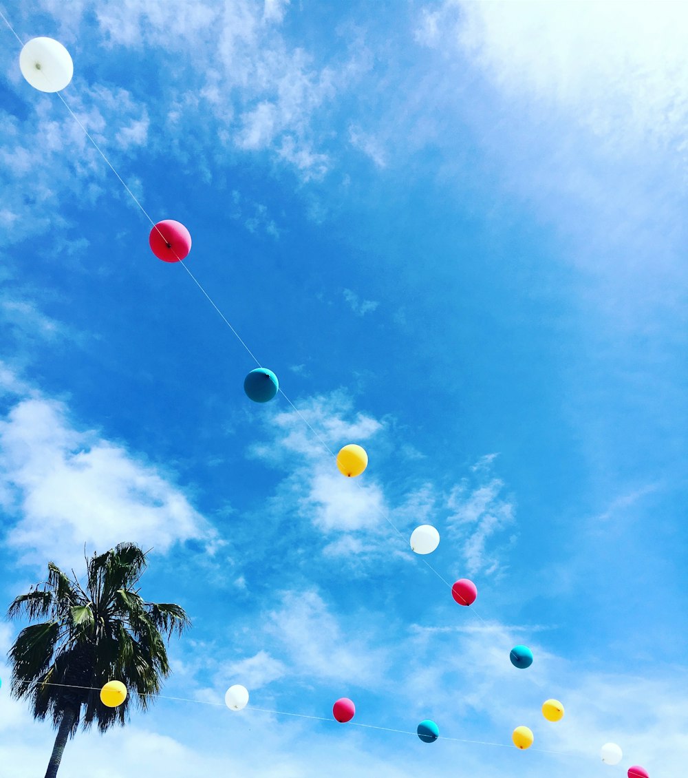 Multicolored balloon string hanged near tree photo – Free Blue