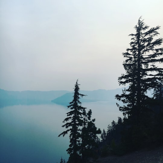 silhouette of trees covered by fog in Crater Lake United States