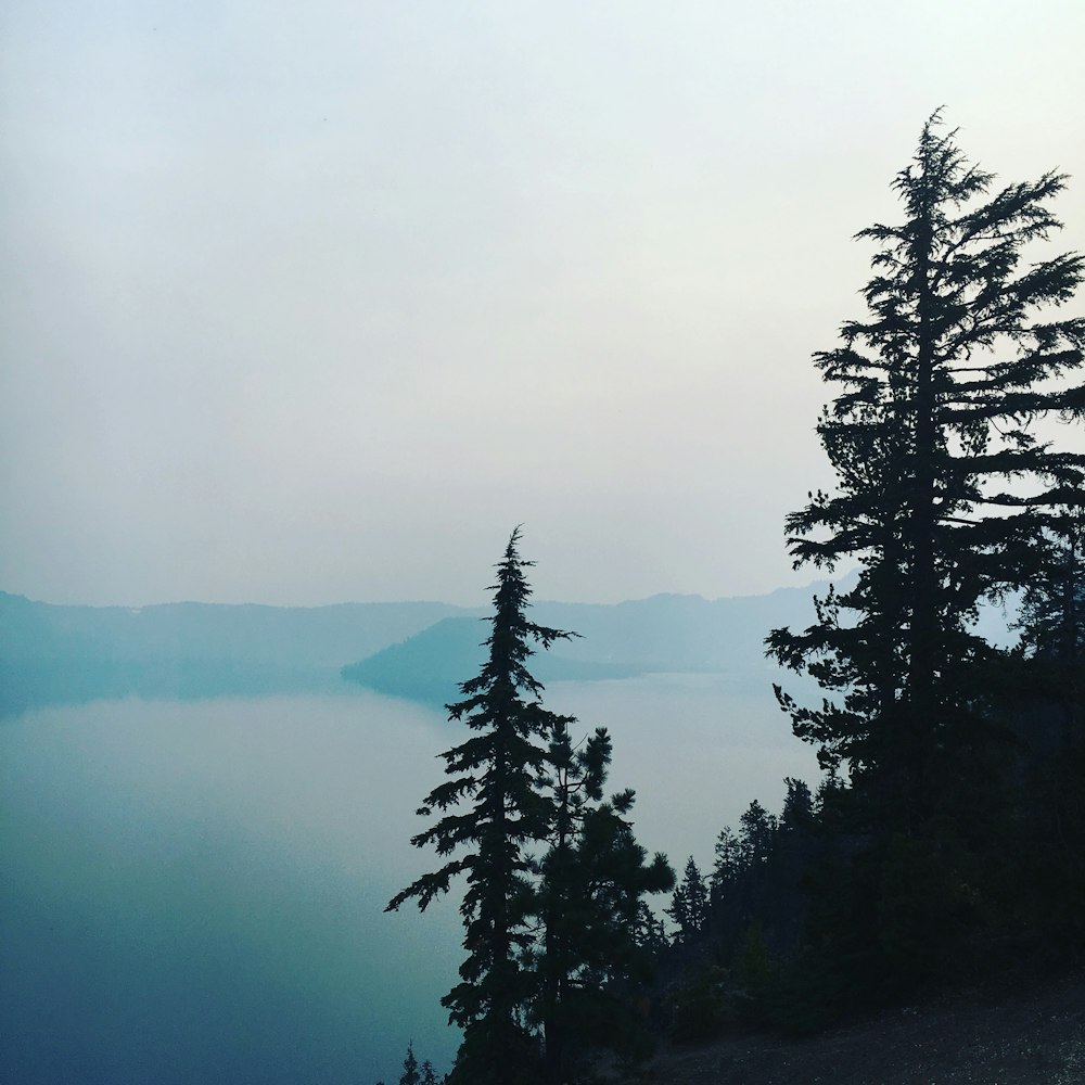 silhouette of trees covered by fog