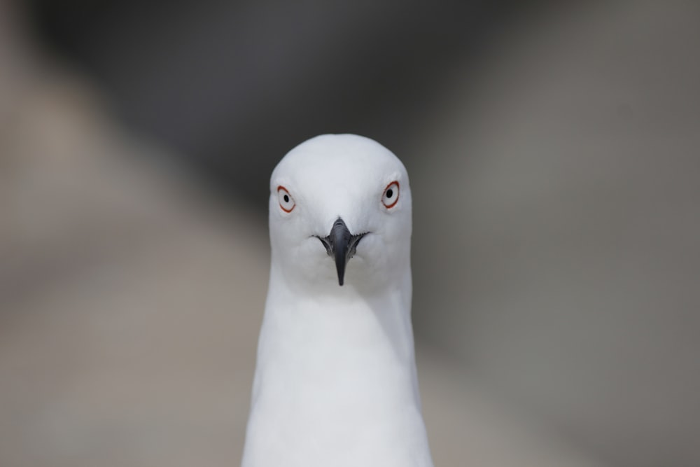 Foto de primer plano de la cabeza de un animal blanco