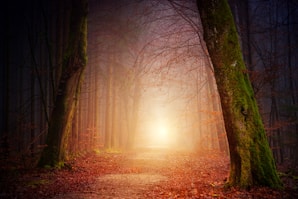 narrow pathway near tress