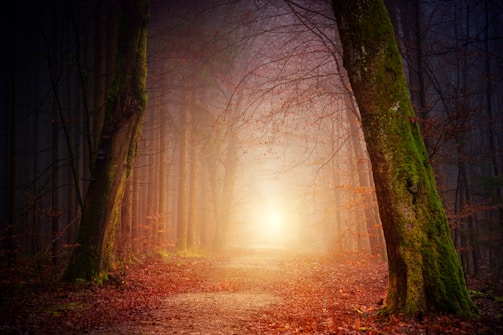 narrow pathway near tress