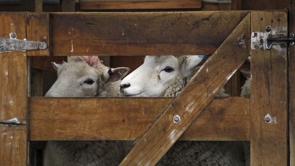 two white sheeps in cage