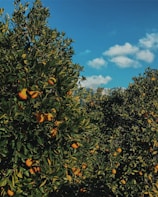 An orchard with lush green trees filled with ripe oranges under a clear blue sky with scattered clouds.
