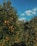 Man trimming fruit trees in a lush orchard under a clear blue sky.