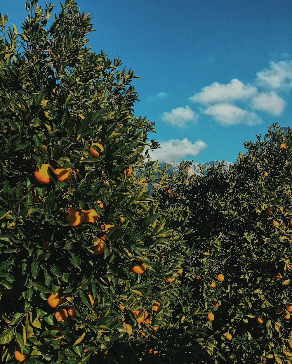 orange fruit tree