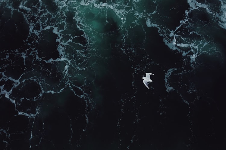 A white seabird flies above dark green turbulent water