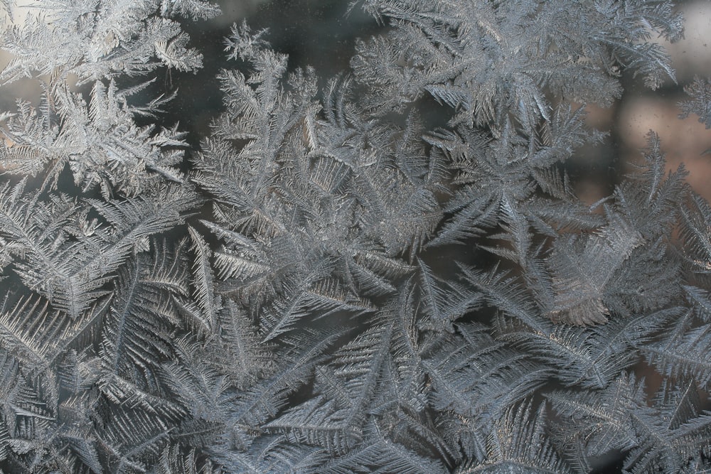 closeup photo of gray fern plant