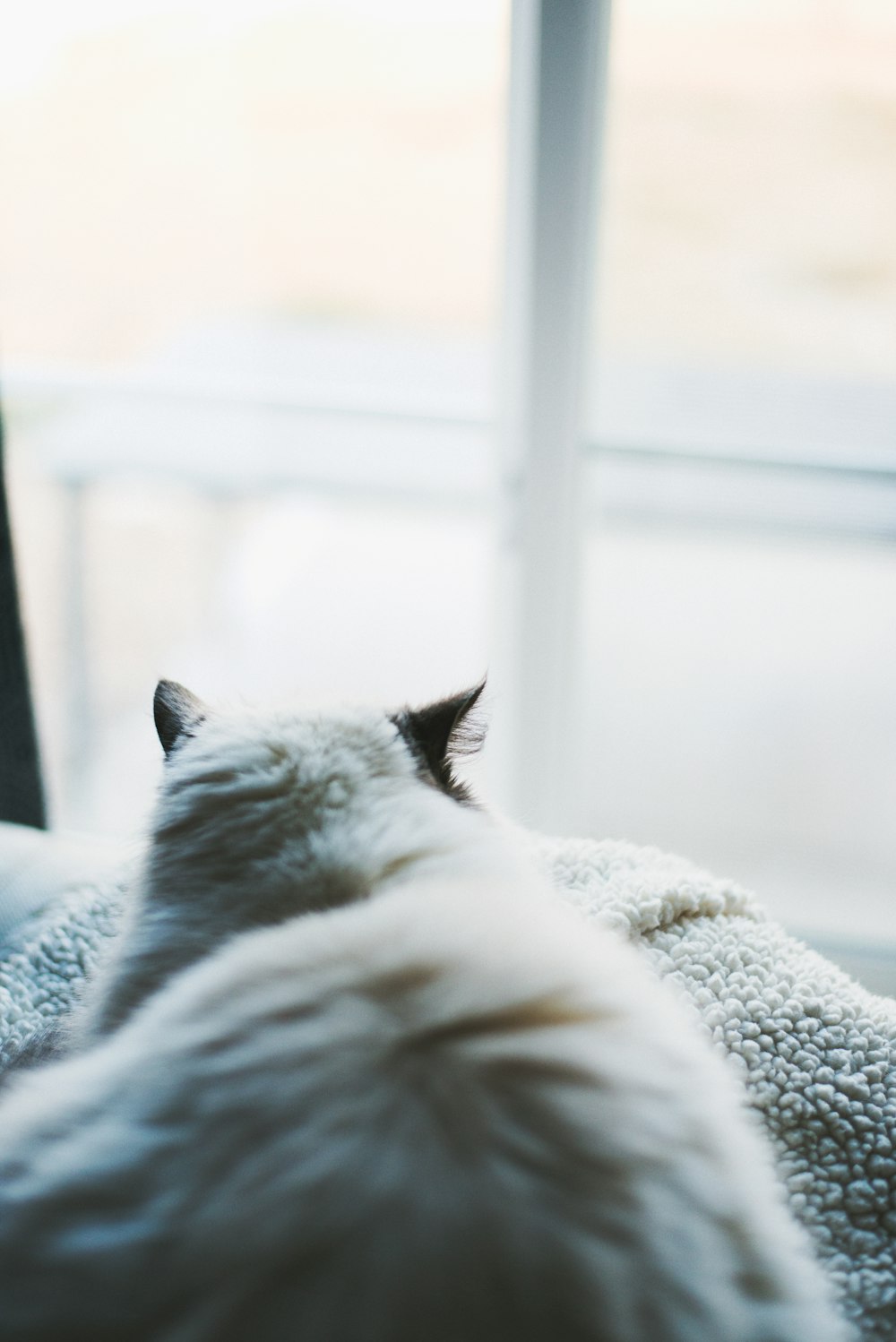 white cat facing panel window