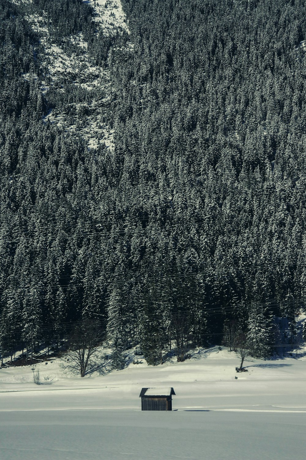 brown shack near green pine mountain