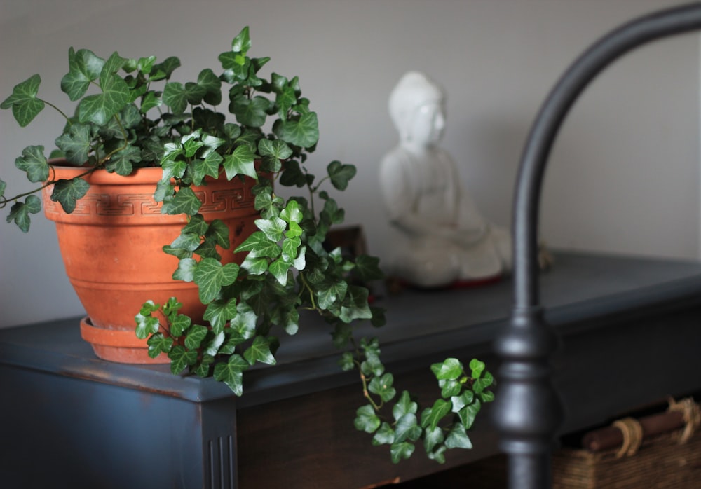 planta de folhas verdes no vaso de argila marrom perto da parede