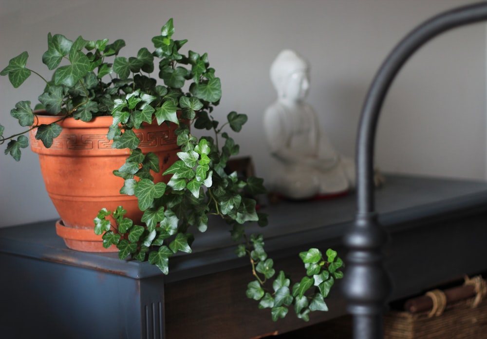 Pokojové rostliny, které čistí vzduch a zdobí interiér / Rady profesionálů  | BauMax
