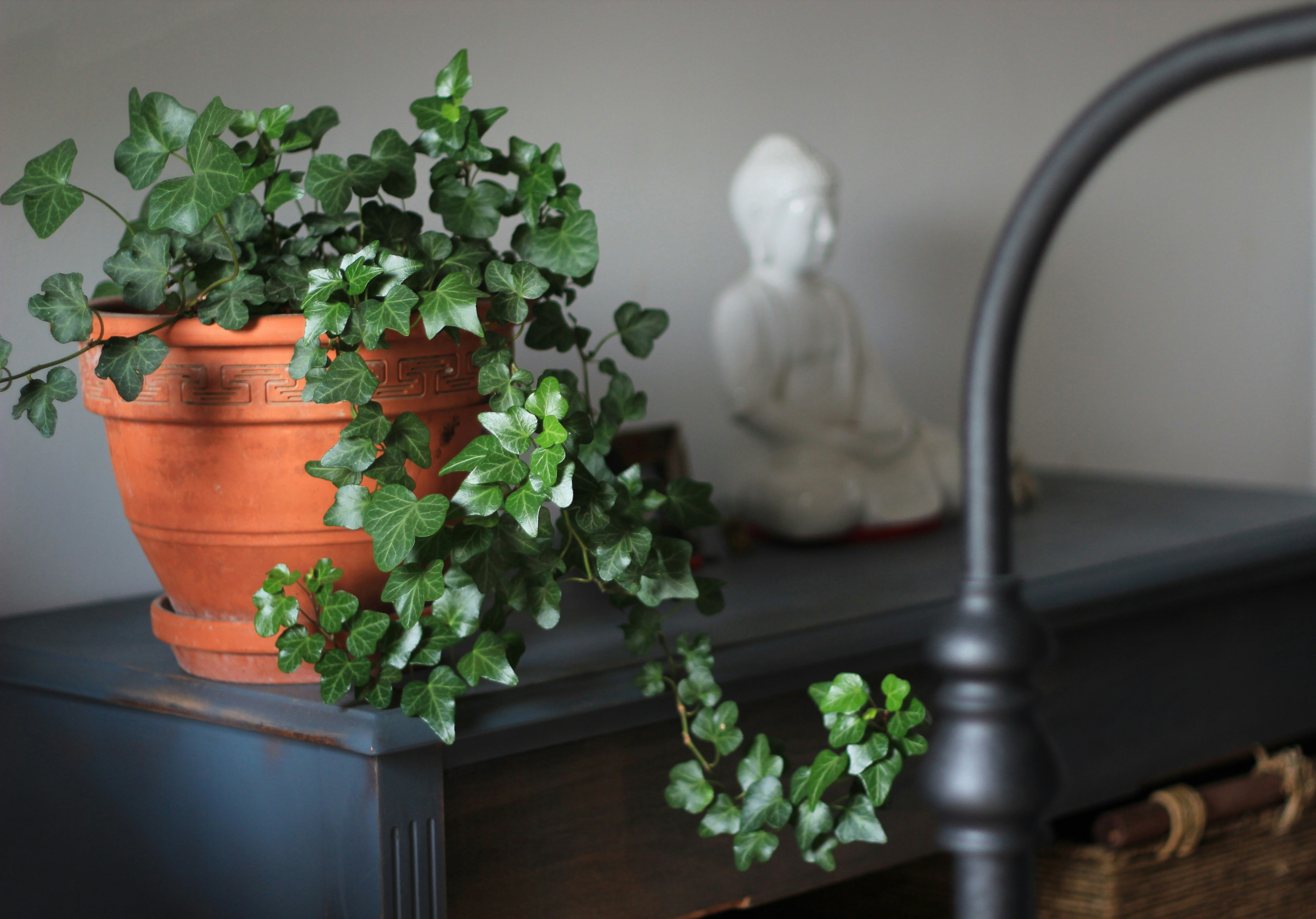 green leafed plant on brown clay pot near wall