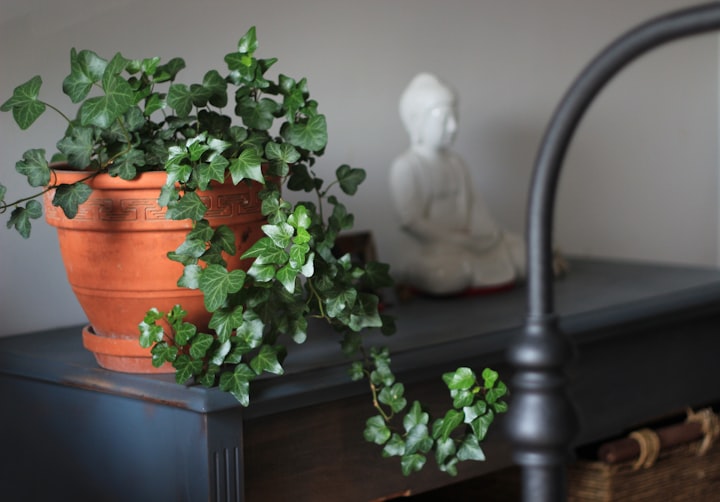 The Benefit of Indoor plant in your Home! Some popular indoor plants!!