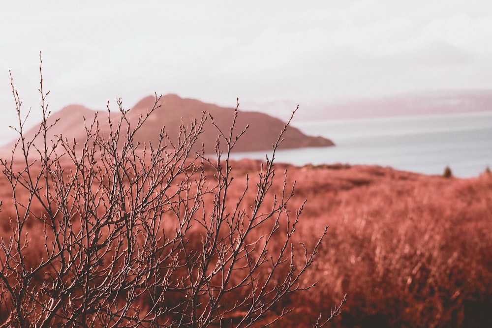 bare tree during daytime