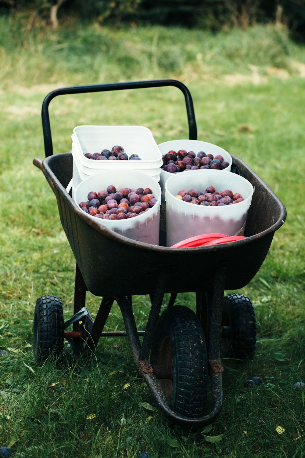 bunch of fruits in buckets on black wheelbarrow