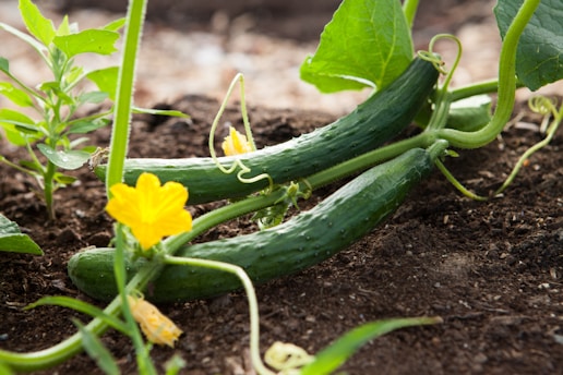 Two healthy green vegetables growing in nutrient-rich soil, highlighting the importance of soil test