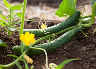 two green vegetables