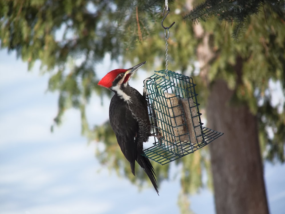 pájaro negro de pico largo que cuelga sobre decoración de metal