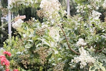 A lush garden scene with a variety of green foliage and plants. Prominent clusters of white flowers are blooming on branches amidst dense, leafy greenery. There are also clusters of small green berries. In the background, other types of greenery are visible, along with a glimpse of red flowers.