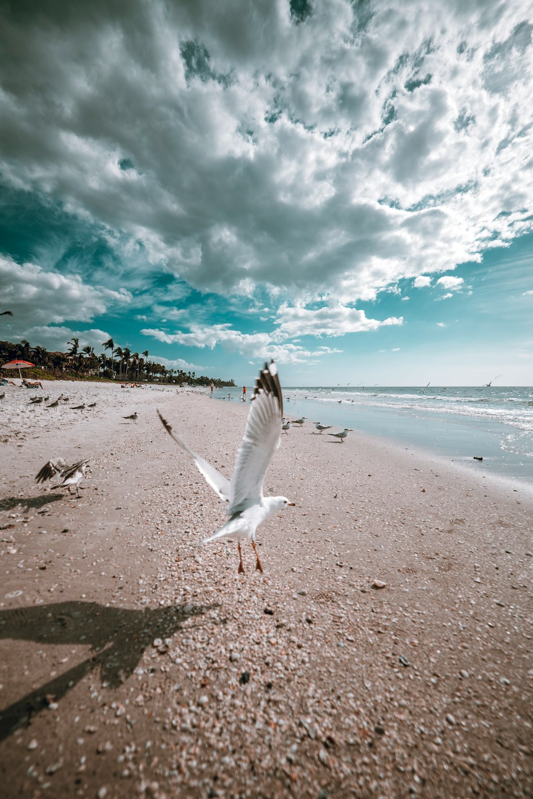 flying white bird by the beach under white and blue sky during daytime