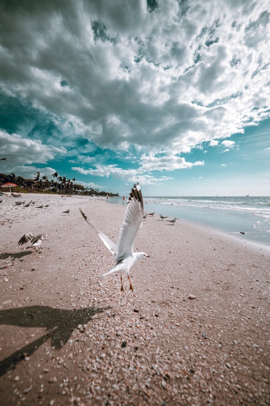 flying white bird by the beach under white and blue sky during daytime in Naples United States