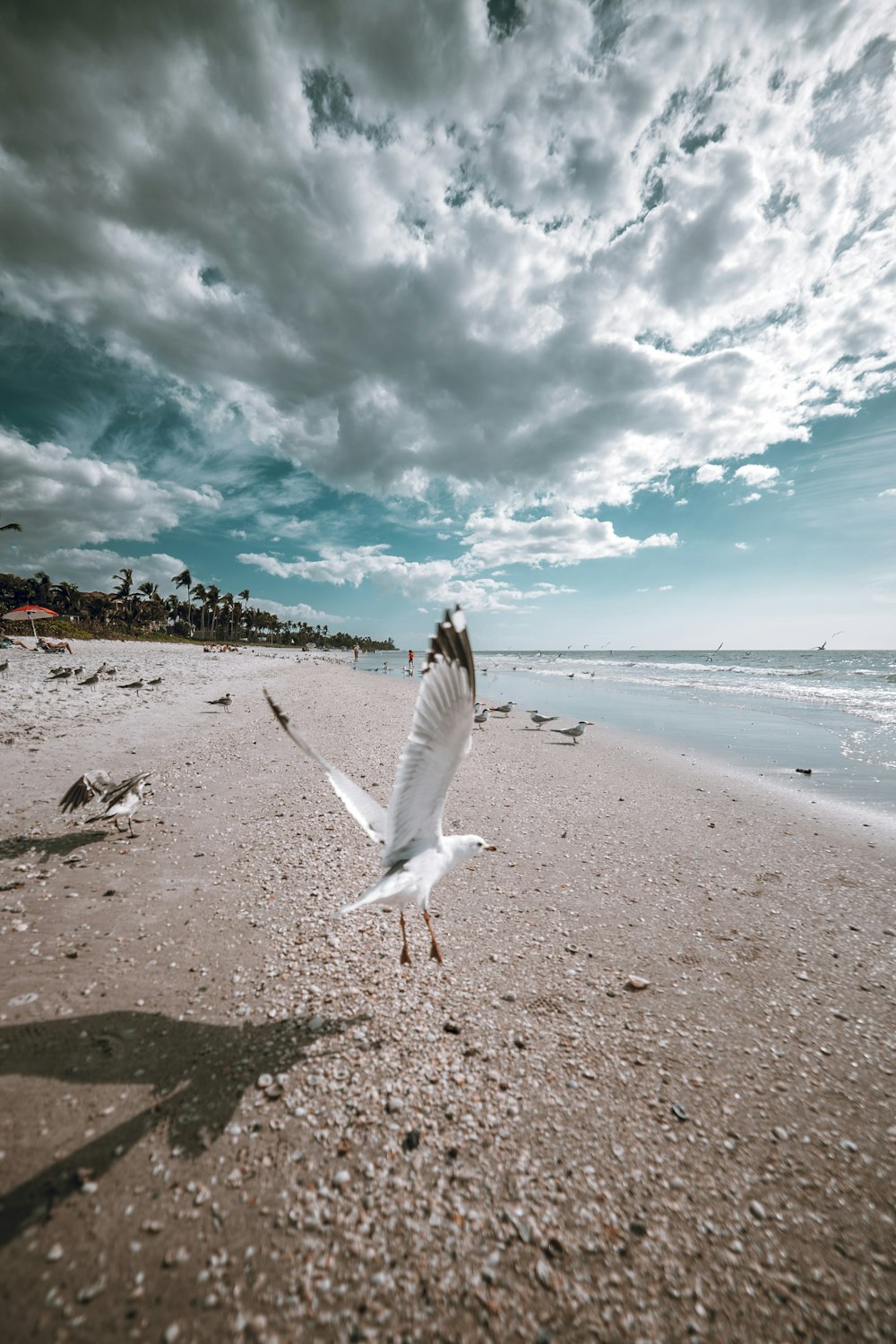 flying white bird by the beach under white and blue sky during daytime