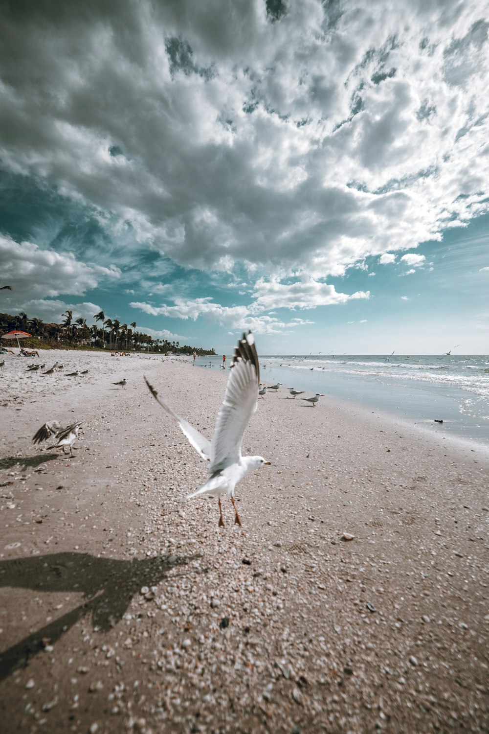 Uccello bianco volante sulla spiaggia sotto il cielo bianco e blu durante il giorno