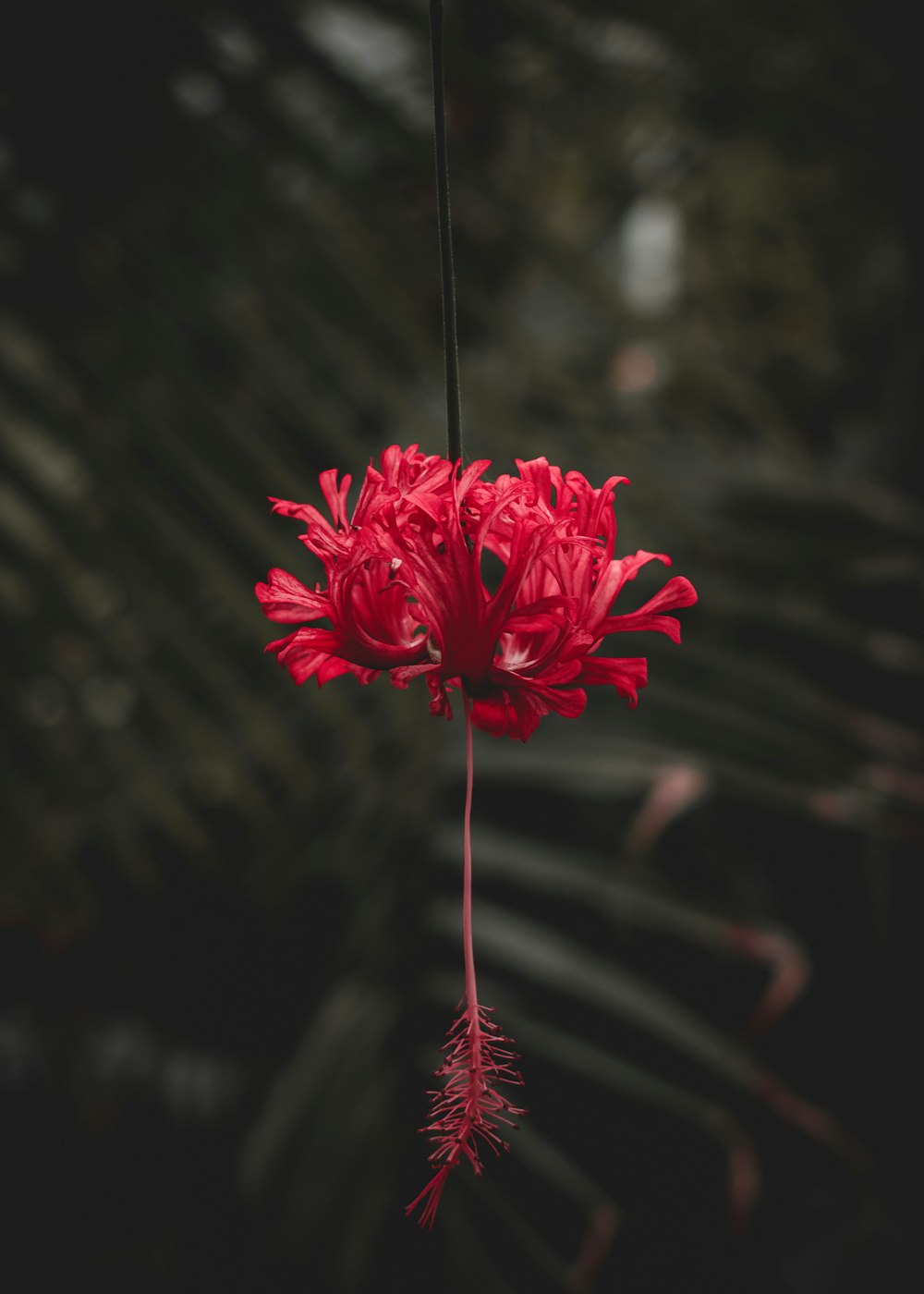 red flower