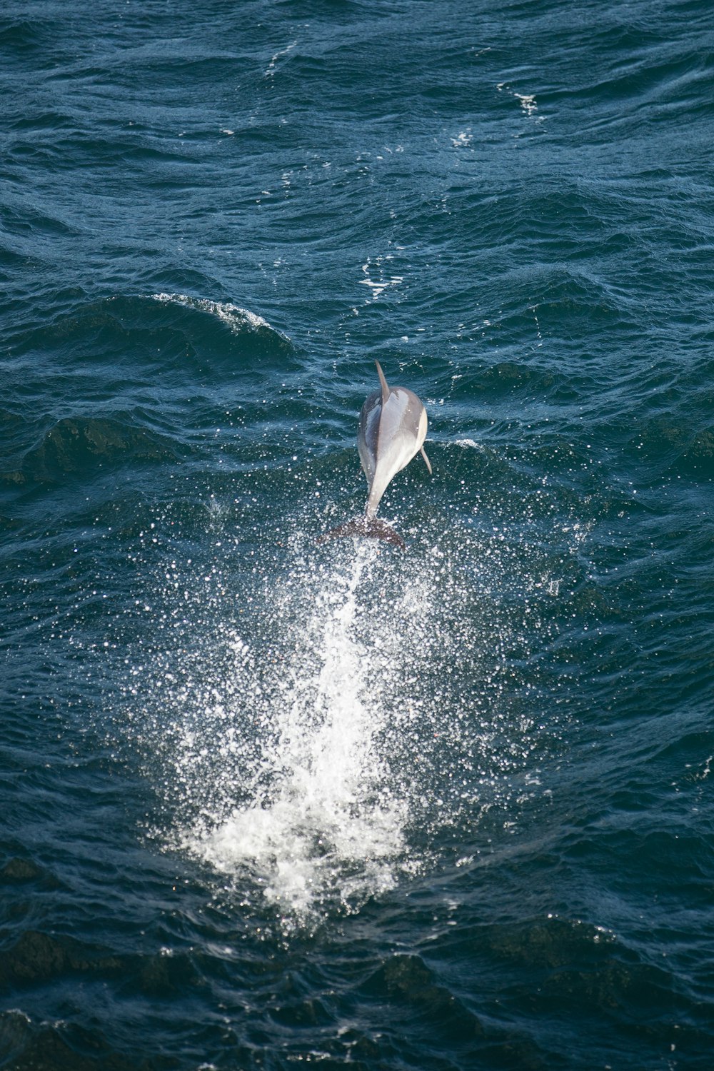 dolphin jumping on sea