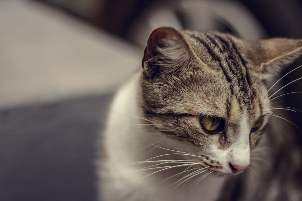 brown tabby and white cat looking lower left