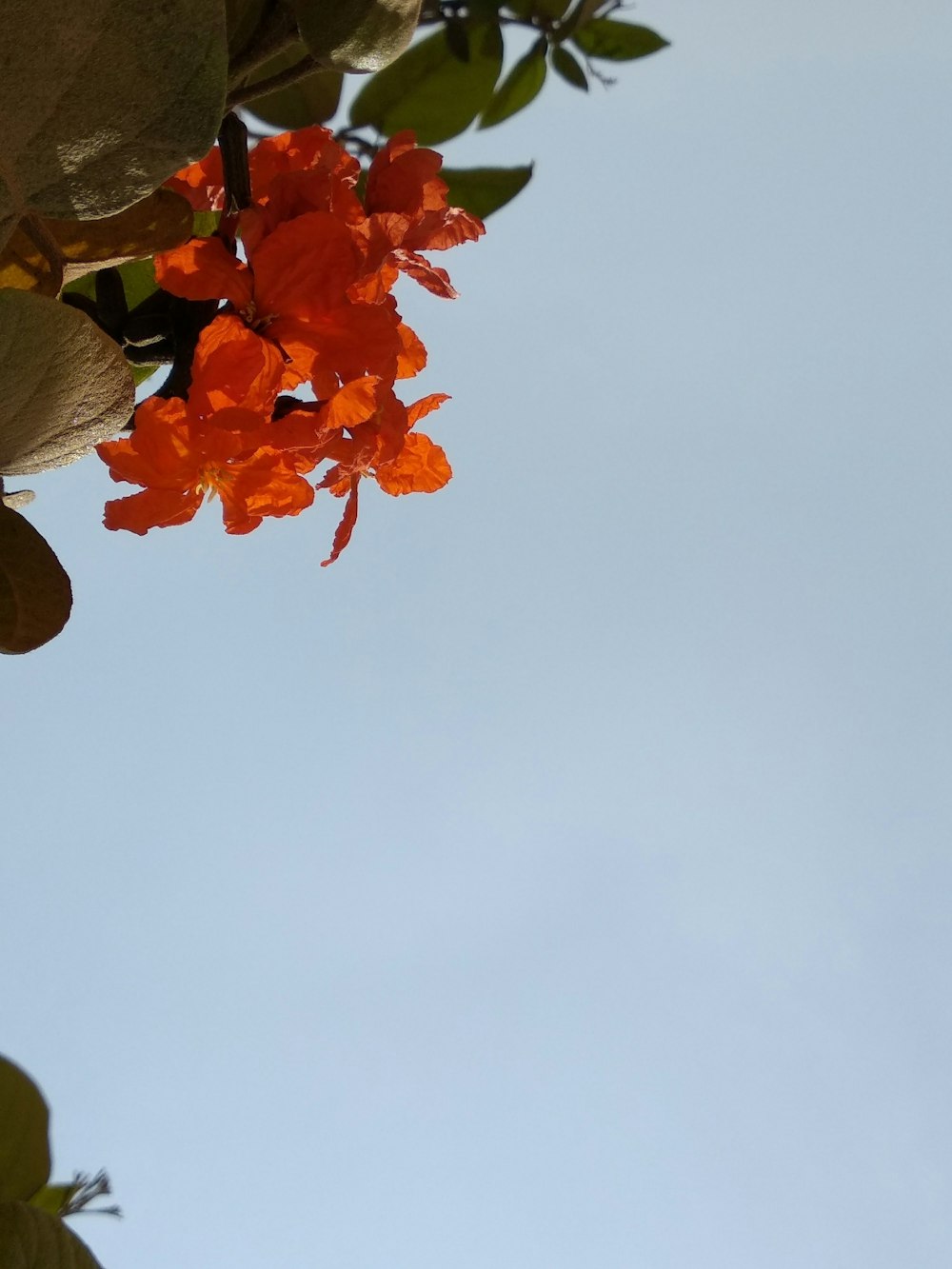 Foto de flores de pétalos de naranja