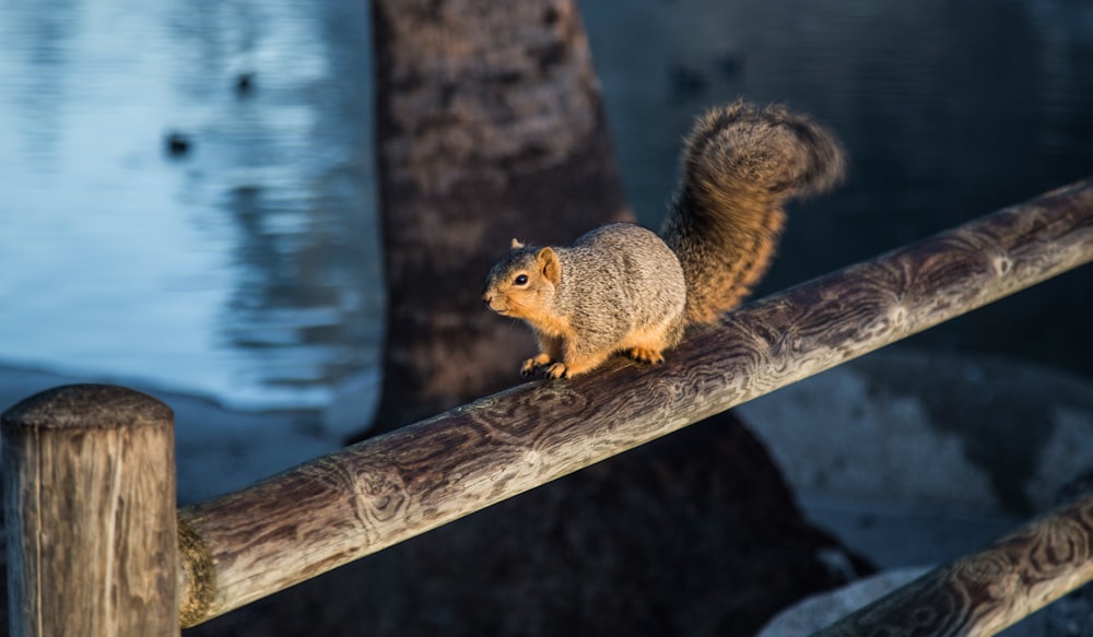 brown squirrel on wooden frame