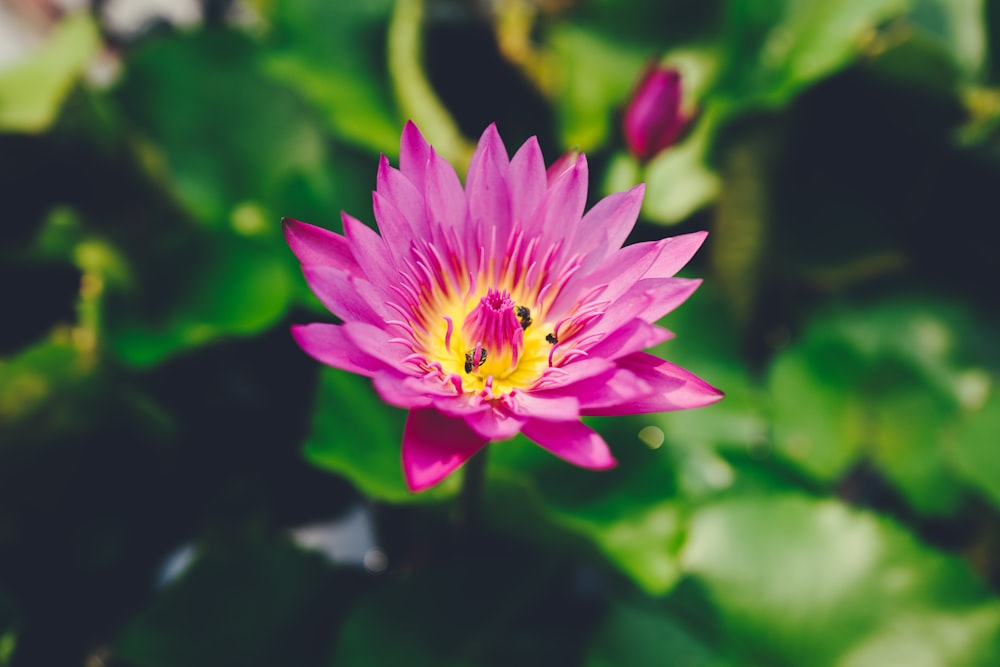 focus photography of pink petaled flower