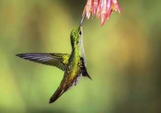 green hummingbird pollinating on pink petaled flowers