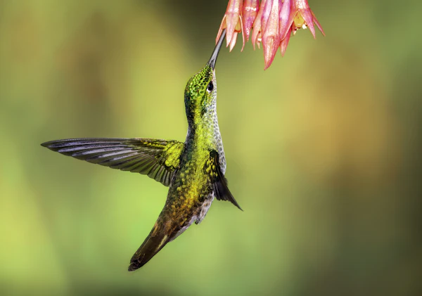Colibrí esmeralda andino junto a flores rosas en Tandayapa, cerca de Quito, Ecuador