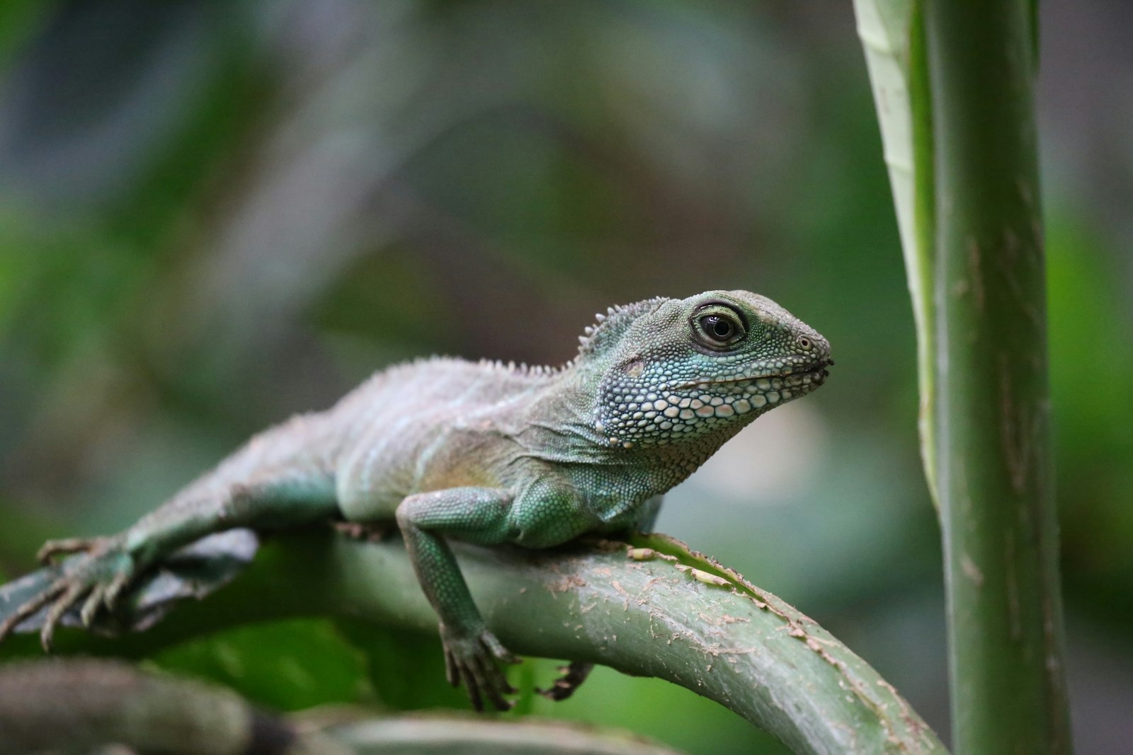 Canon EOS 6D + Canon EF 100-400mm F4.5-5.6L IS II USM sample photo. Green iguana resting tree photography