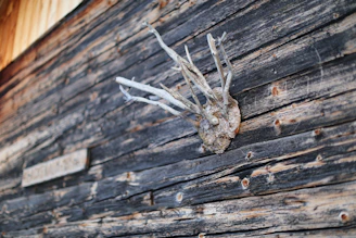 A rustic wooden surface with weathered planks arranged horizontally. The wood shows signs of age and exposure to the elements, with noticeable grain and color variations. A cluster of dried, pale branches juts out perpendicularly from the wood, creating a natural sculpture-like impression.