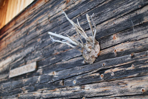 A rustic wooden surface with weathered planks arranged horizontally. The wood shows signs of age and exposure to the elements, with noticeable grain and color variations. A cluster of dried, pale branches juts out perpendicularly from the wood, creating a natural sculpture-like impression.