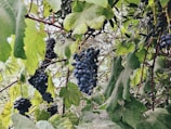 Bunches of dark purple grapes hanging from a vine.
