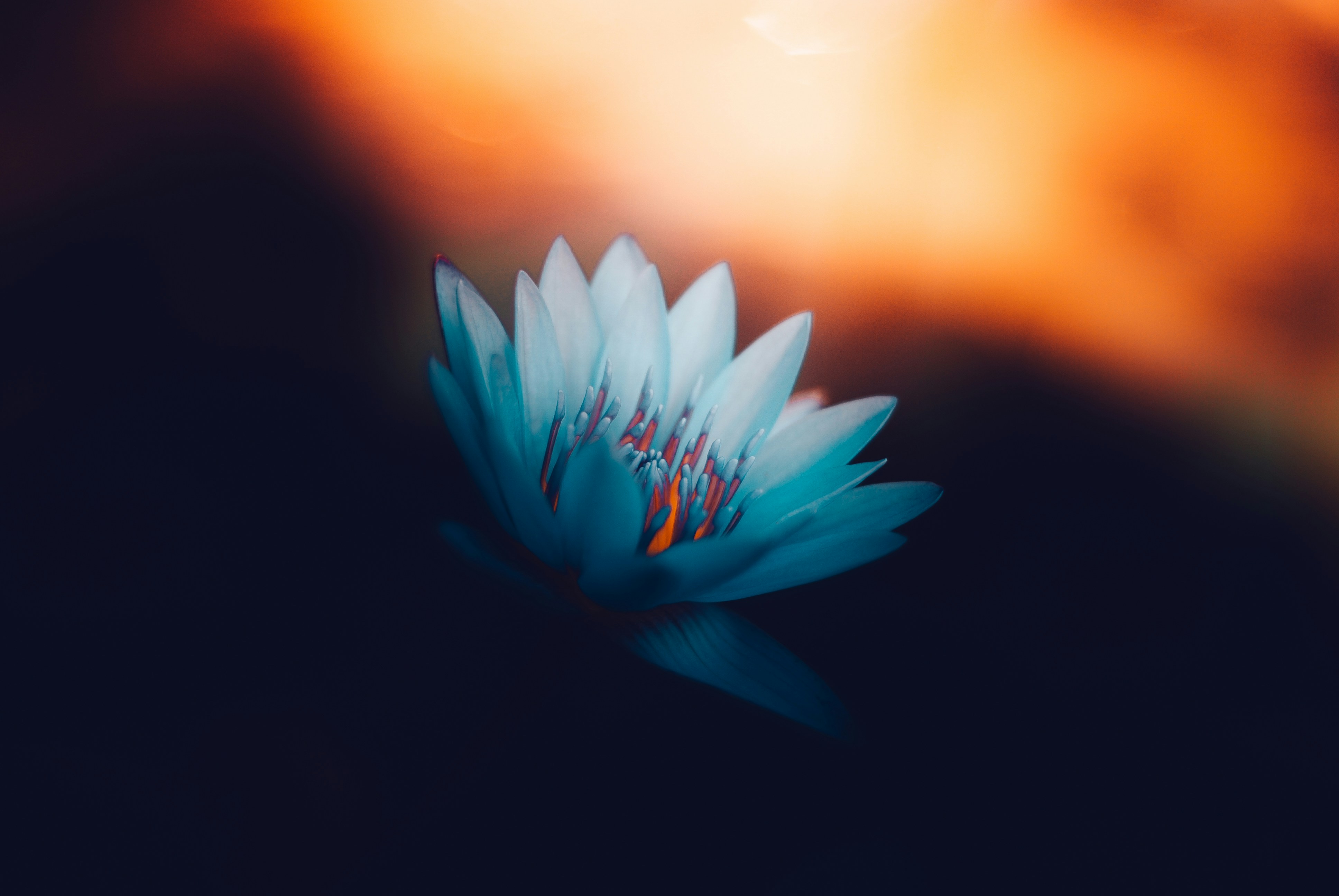 close-up photography of white flower